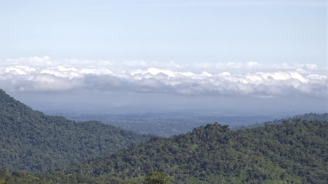 Looking towards the Choco-Darien lowland forest of the Choco-Andino Reserve from Refugio Paz de las Aves; Nanegalito, Ecuador | Ā©Angela Drake A cloud forest covered foothill in the foreground, river valley in the distance with a marine layer of white clouds topped by a blue sky