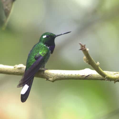 A Purple-bibbed Whitetip with its green body, purple throat, black tail with white tip perches on a branch