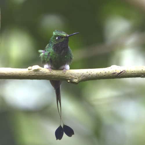 A Booted Racket Tail hummingbird with his green body, puffy white feathers at his feet, and a long, double spatula-like tail perches on a branch 