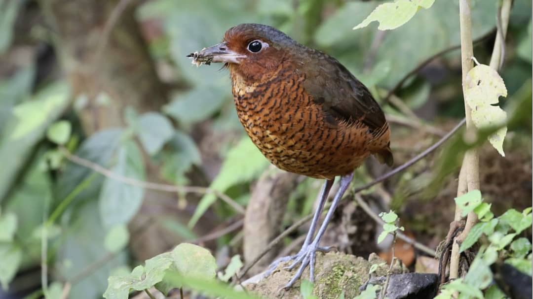 The Vulnerable Giant Antpitta