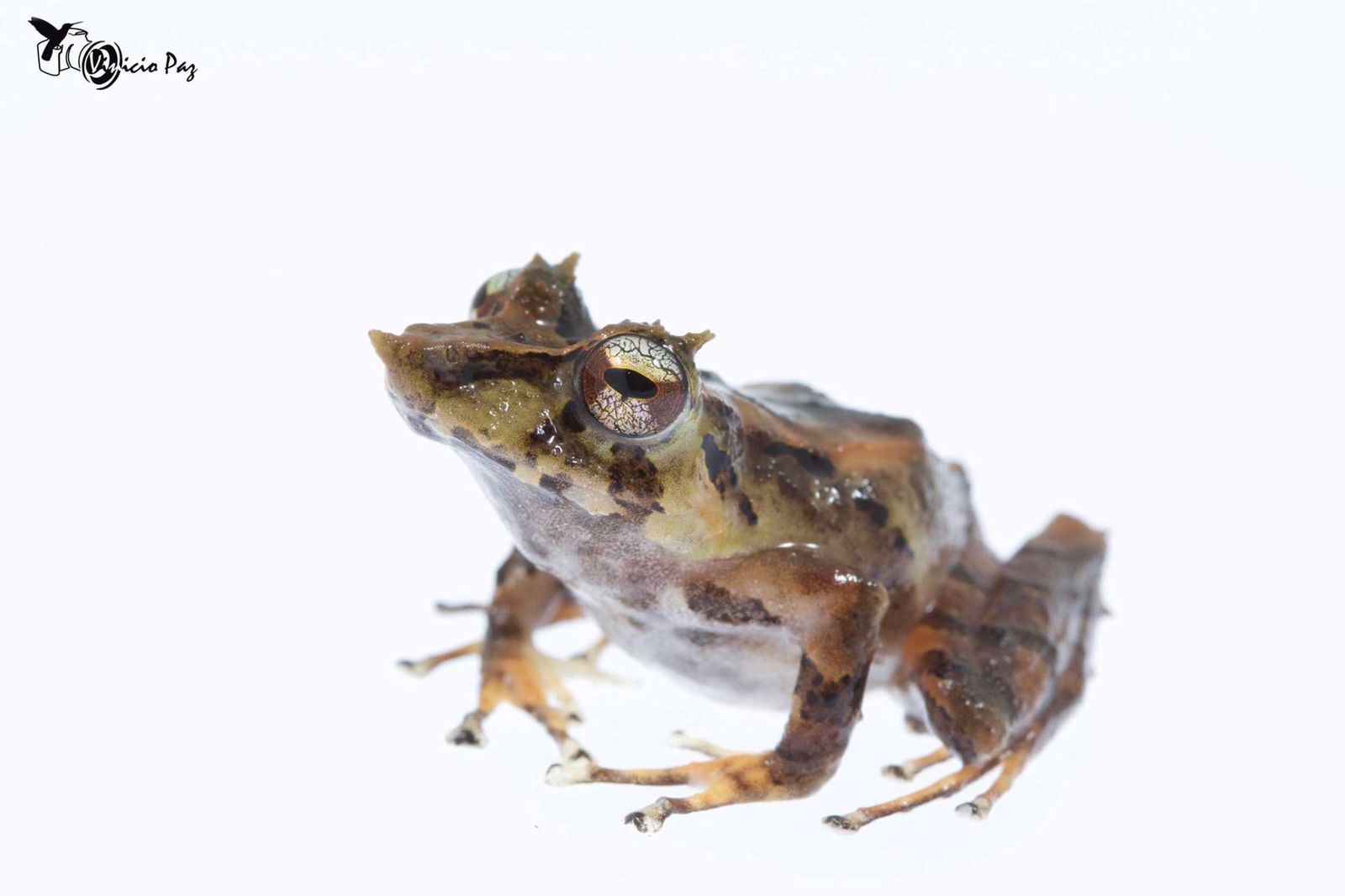 Pinocchio Rainfrog with mottled brown and black skin and huge, glass-like eyes