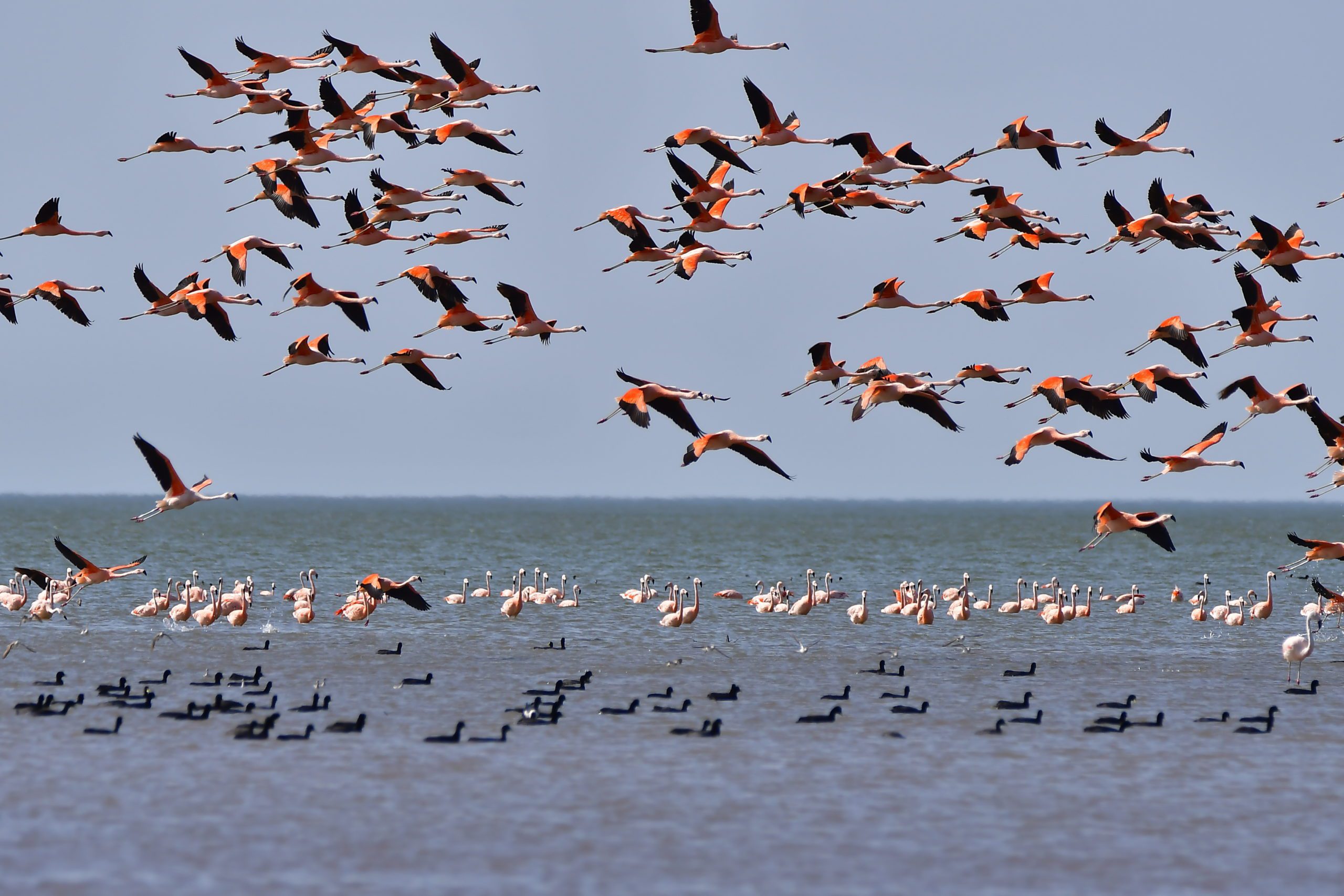 a flamboyance of flamingos takes flight while other flamingos stand in the distance amidst a blue. lake with a flock of dark birds floating in the foreground