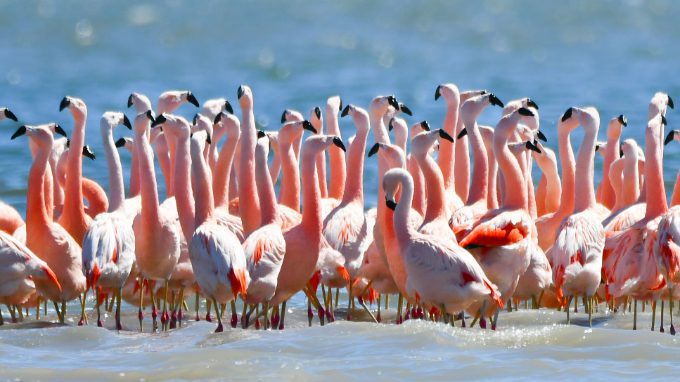 A flamboyance of flamingos stands in the deep blue waters of the largest salt lake in South America