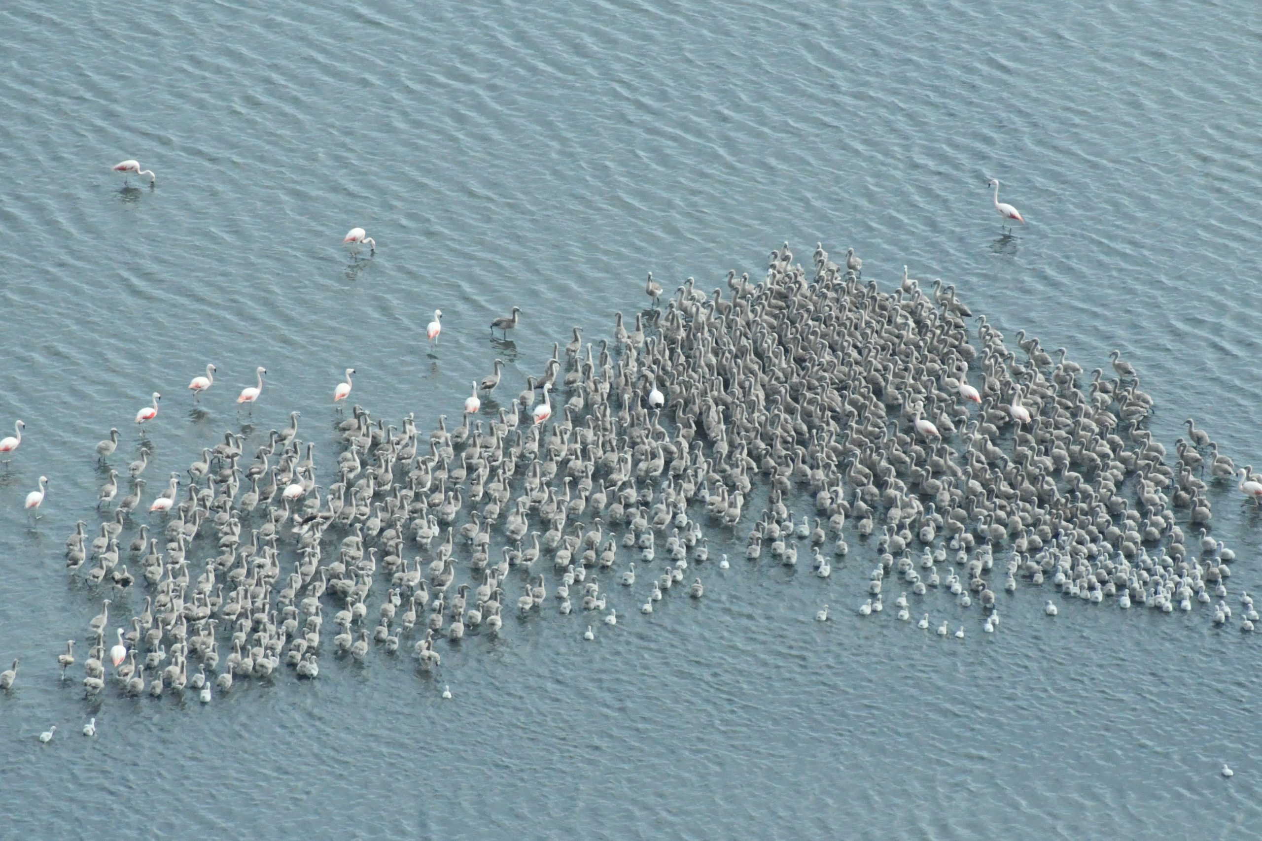 In a body of blue-gray water, pink adult flamingos stick out against their gray, more numerous, flamingo chicks