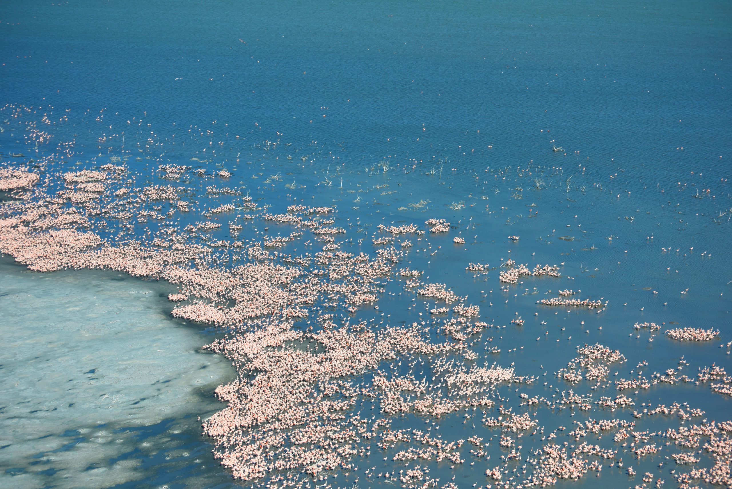 A deep blue lake bordered by a salty edge is dotted with thousands of pink flamingos