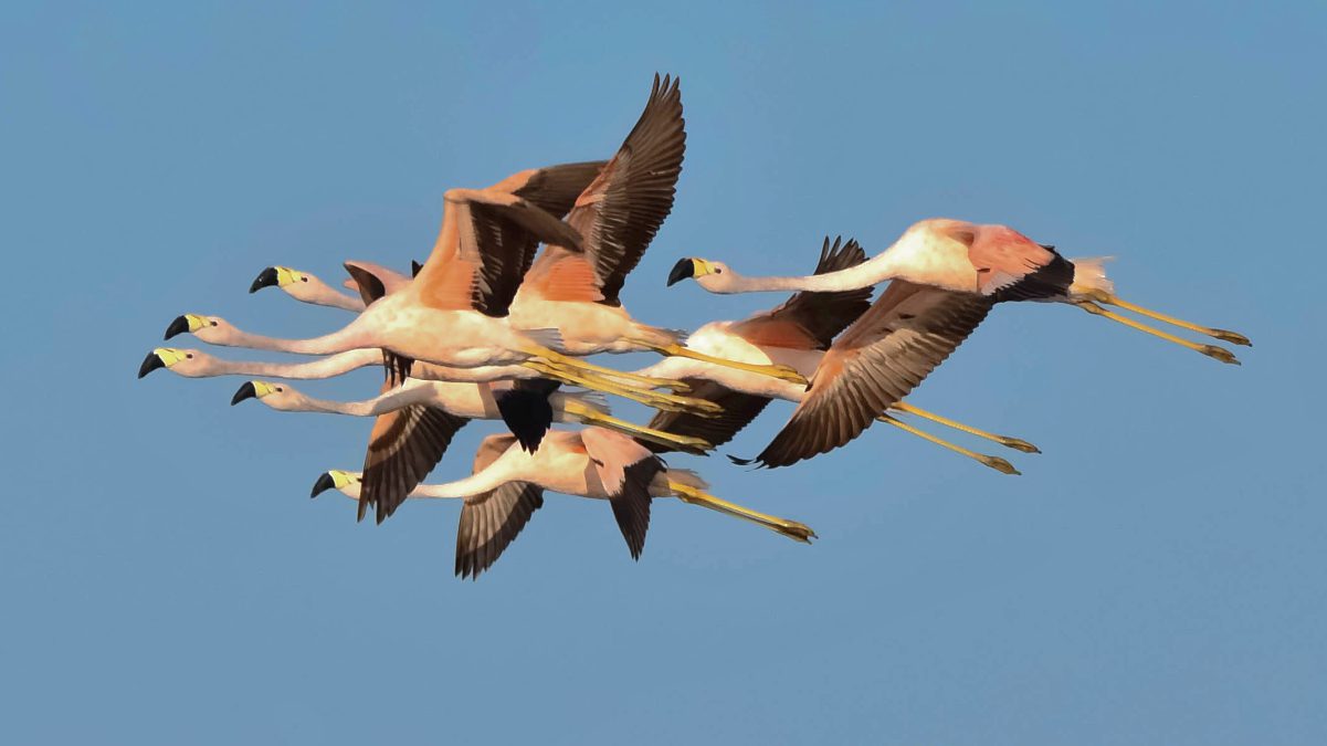 six Andean flamingos outstretched while flying on a clear day with a bright blue sky