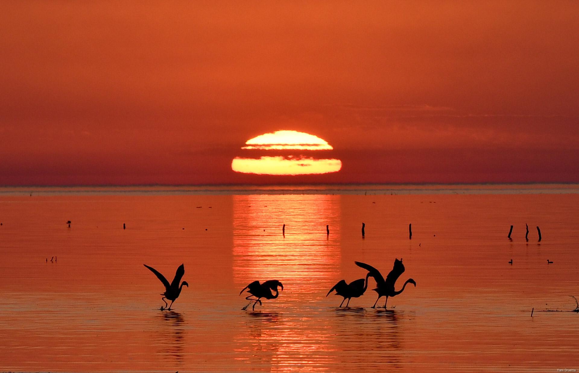 the dark profile of four flamingos taking flight in a lake bathed in the orange glow of the setting sun at Ansenuza National Park in Cordoba, Argentina