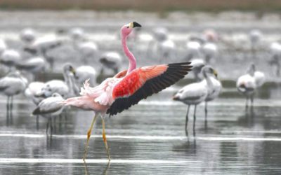 Protect Ansenuza National Park’s Flamboyant Flamingos