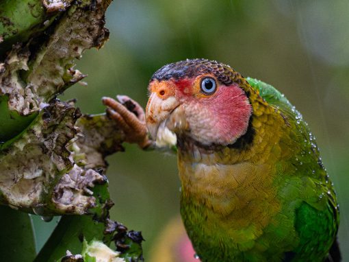 A close up picture of a parrot with rose colored cheeks, bright blue eyes, and green body 