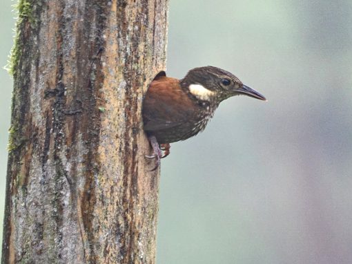 A brown bird with black head and white cheek patch sticks its head out of a hollow in a tree trunk