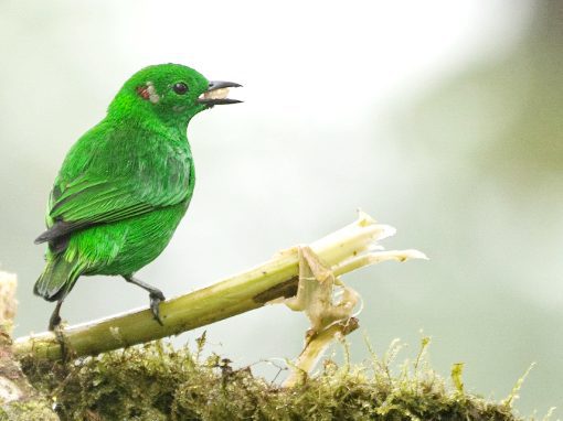 A brilliant green tanager sings while perched on a branch