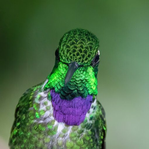 Close-up of a Purple-bibbed Whitetip Hummingbird. Its irridescent green throat feathers shine brightly against the deeper purple color of its bib.