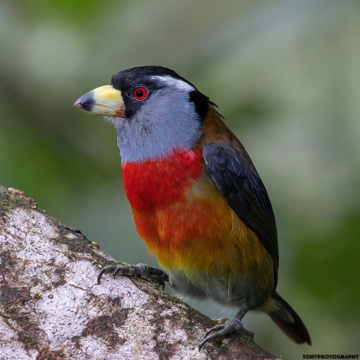A short, squat bird with red chest, gray chin, black face, light yellow beak tipped with black, and a bright orange eye perches on a log