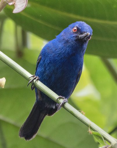 A brillian blue bird with startling orange-red eye purchases on a stem