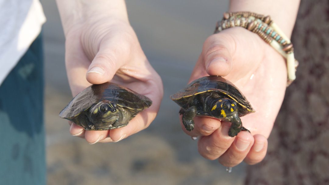 The hands of two different people each old a baby Amazon turtle of a different size - on the right is a Charapa and the left, a Poca