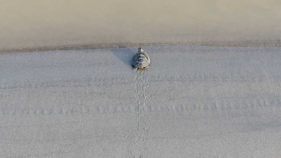 A small turtle makes its way to the waters edge