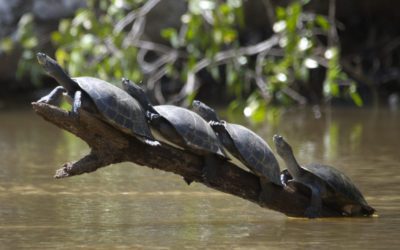 Saving Amazon Turtles in the Cuyabeno, Ecuador