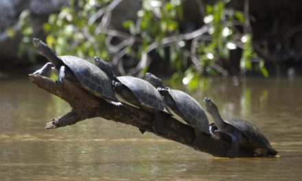 Salvando tortugas amazónicas en el Cuyabeno, Ecuador