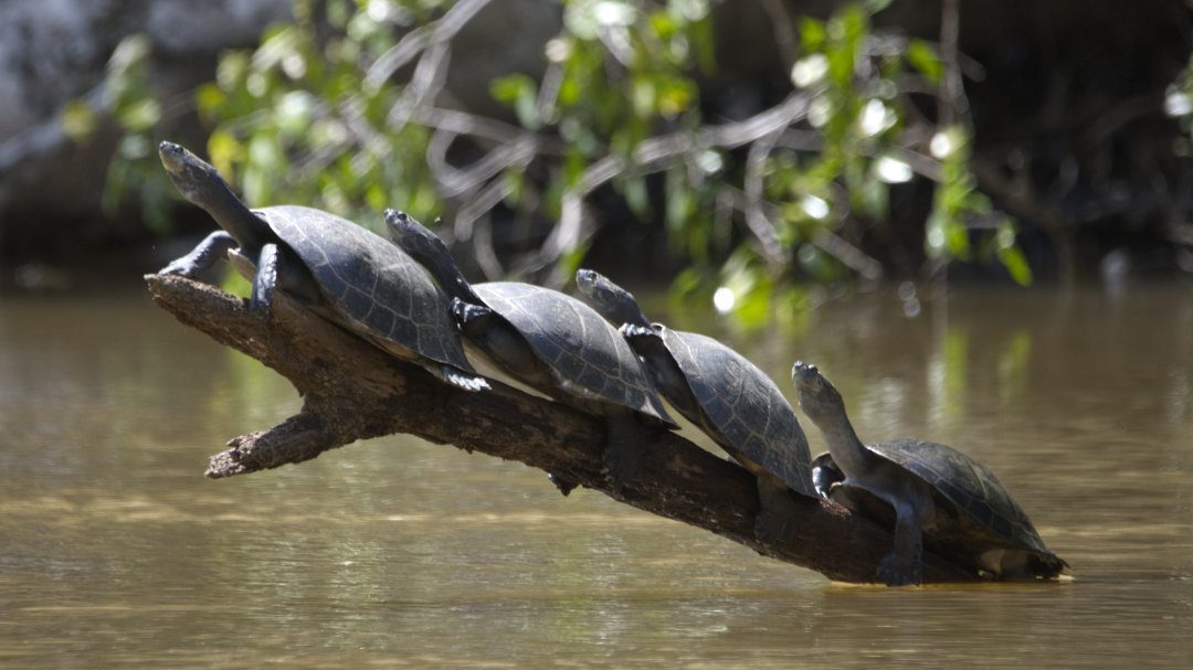 Saving Amazon Turtles in the Cuyabeno, Ecuador