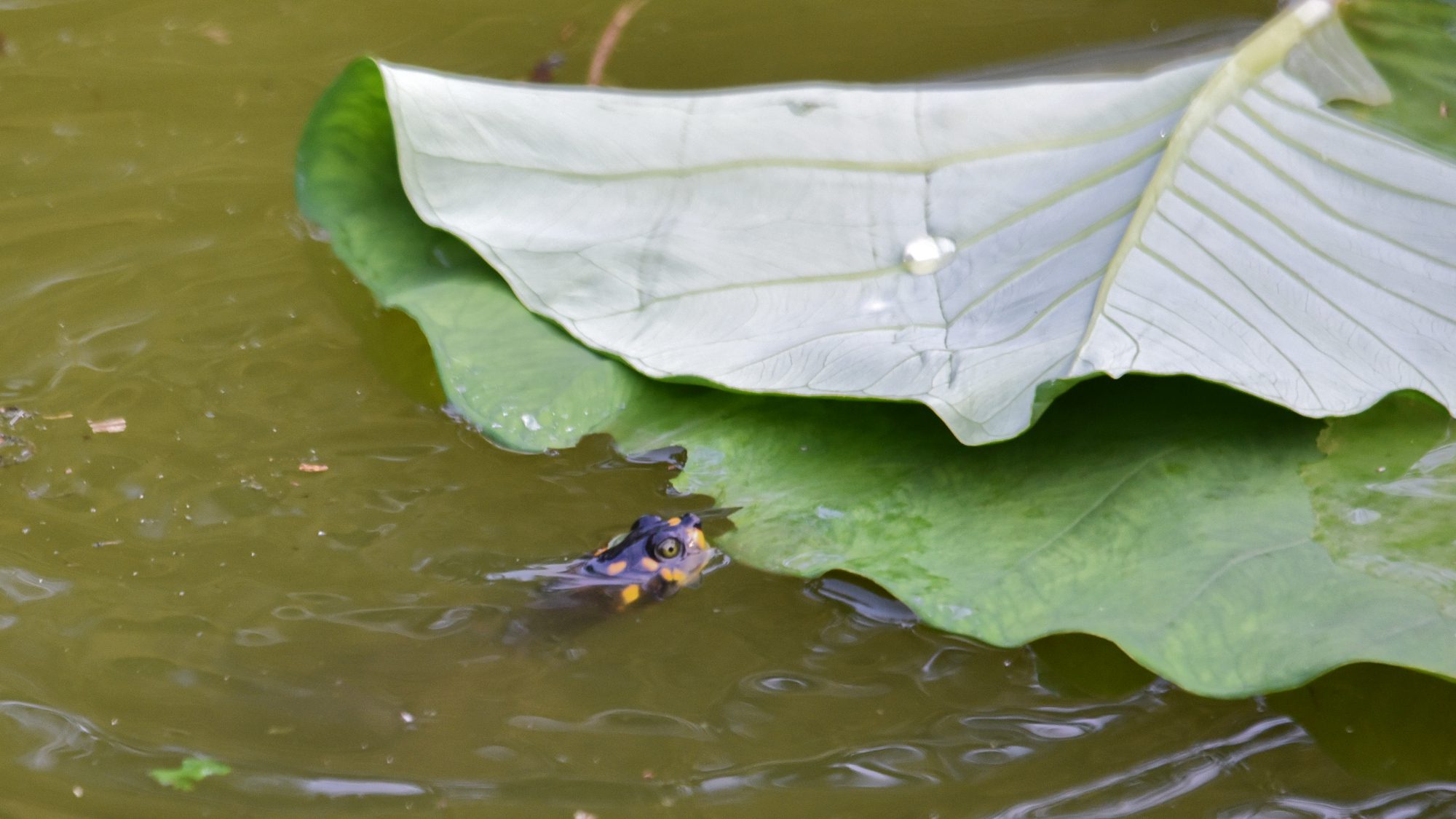 A baby Amazon turtle snacks on a leaf