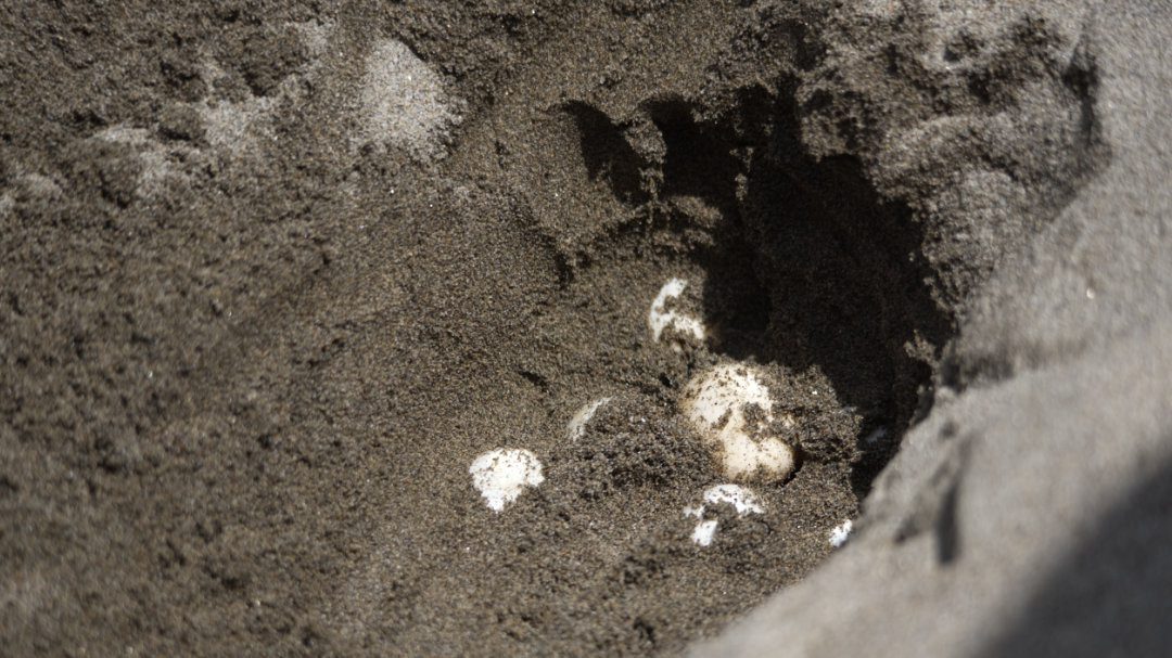A turtle nest with signs of tampering so that you can see the eggs beneath the sand