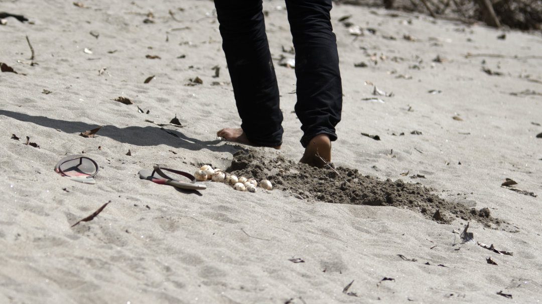 A turtle nest is harvested for food on a sandy beach in the Cuyabeno Wildlife Reserve.