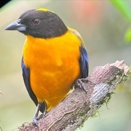 A Black-chinned Mountain Tanager, with its gold breast, black head, and blue tipped wings perches on a branch