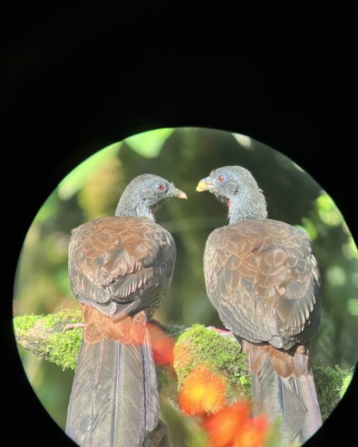 A pair of Andean Guan, pheasant-like birds, perch with their backs to the camera, their beaks pointing at each other
