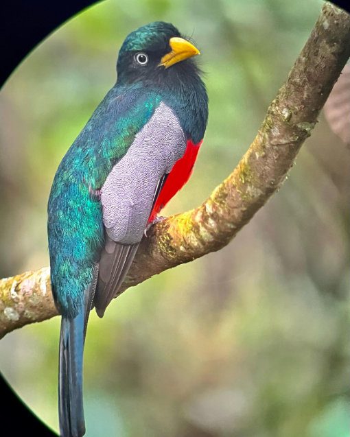 A Blue-tailed Trogon perches on a branch, its blue-green irridescent back, mottled side, and bright red chest turned towards the camera, one eye staring directly towards the lens