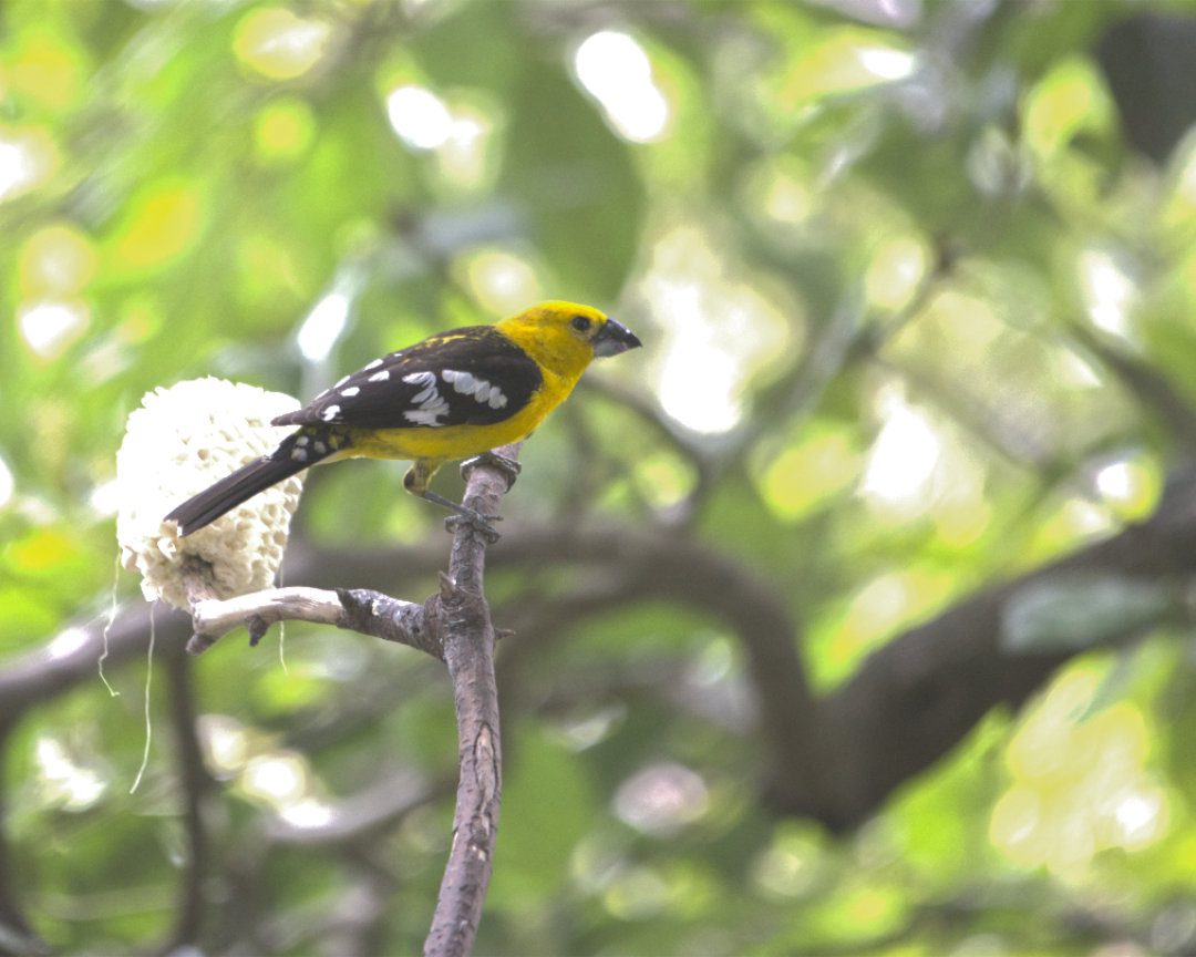 A Golden Grosbeak, bright yellow with a black wing flecked with white, perches in profile