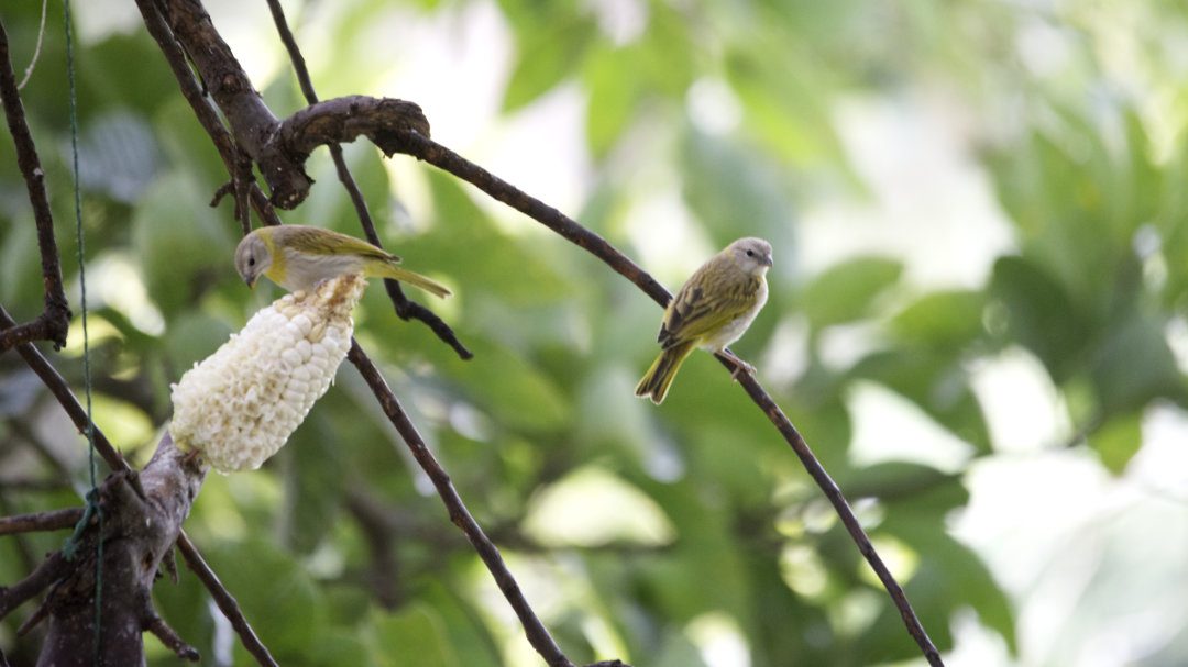 Two female Saffron Finches, one perched atop an ear of corn, the other on a branch