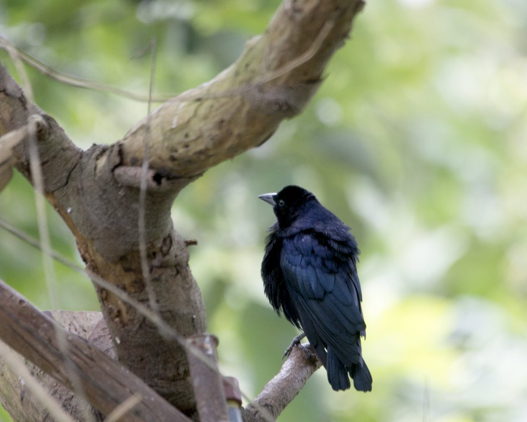 A large black bird that shines midnight blue in the light perches on a branch