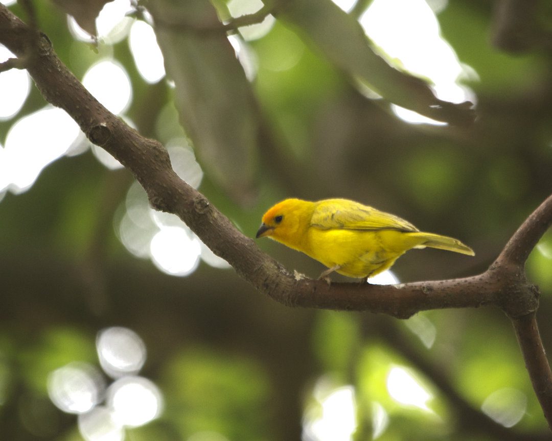 A colorful yellow bird with bright orange forehead perches on a branch
