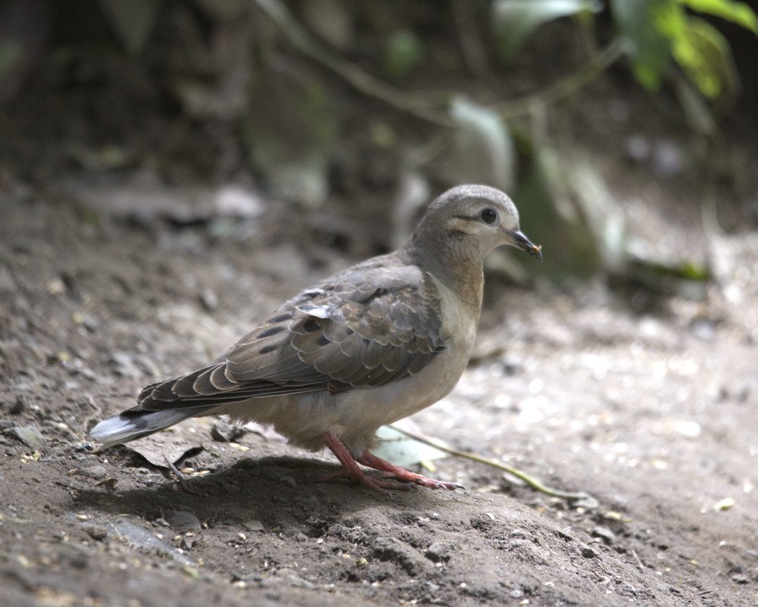 A gray dove stands on the dry, dusty ground