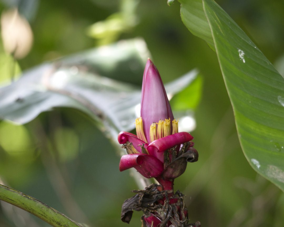 A slender pink flower remains unopen as it juts out of its red colored outer leaves