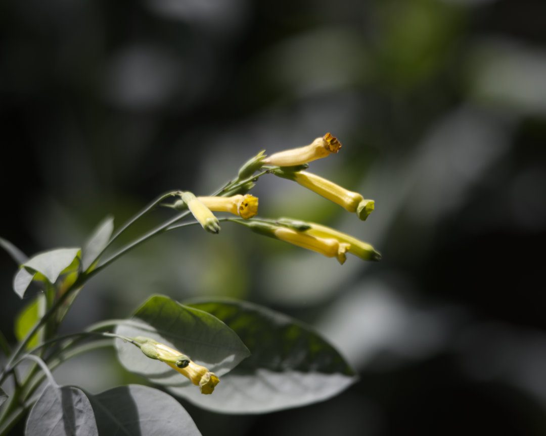 Slender yellow flowers called Tabaquillo