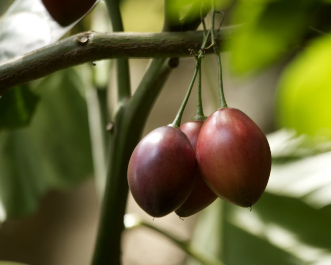 Three deep red fruits shaped like oblong cherries the size of lemons hang from a branch