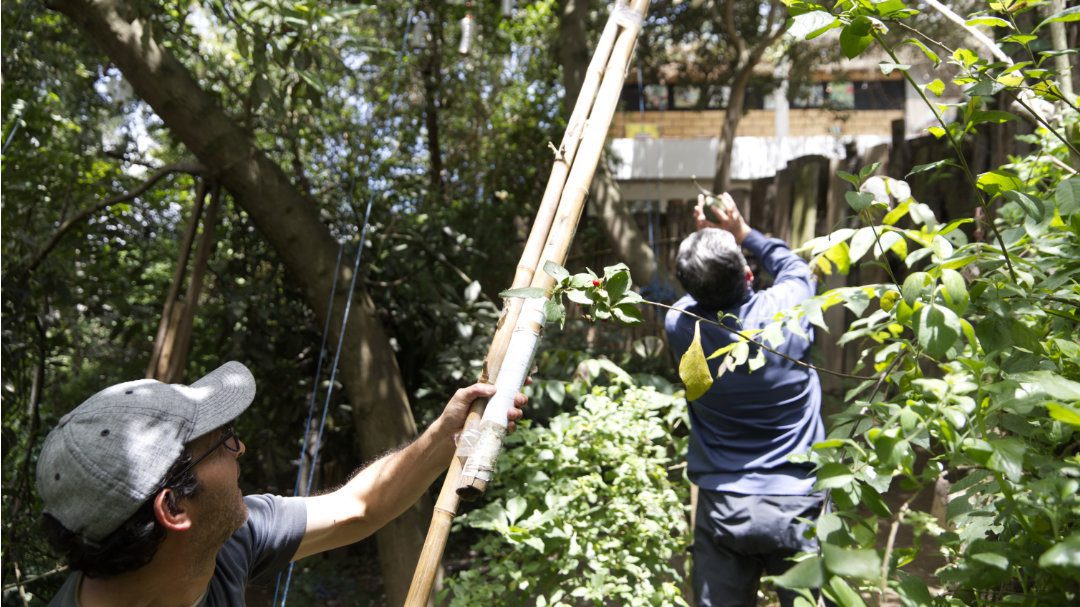 On man holds a tool to cut off avocados from the tree while another catches a falling avocado