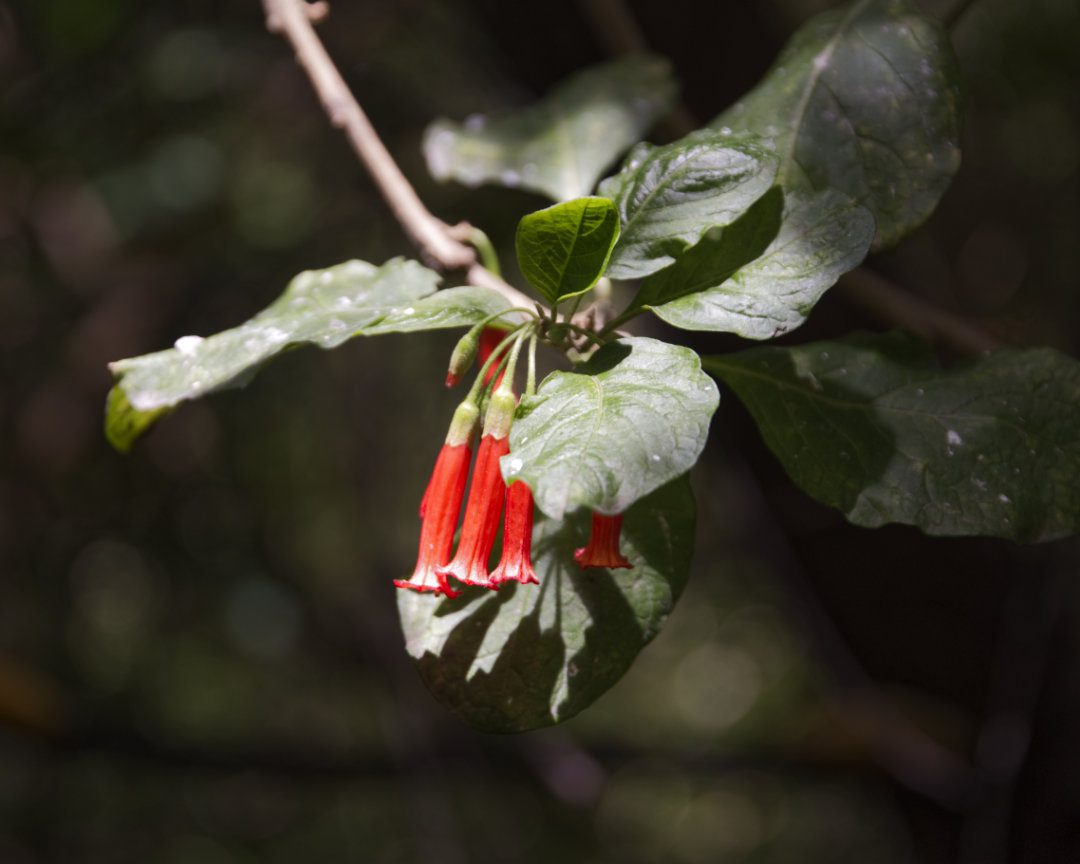 Long tube-like red flowers hang from a branch with dark green leaves