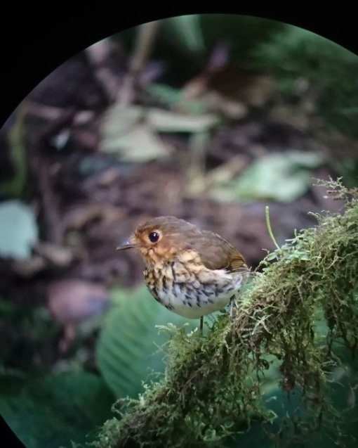 A diminutive brown bird with a stocky body stands on a mossy log