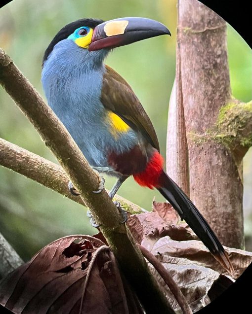 The multi-colored Plate-billed Mountain Toucan poses for a photo