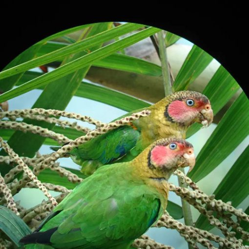A pair of green parrots with rose colored faces and blue eyes perch in a palm tree