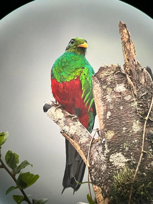 A glorious green and red Quetzal perches on tree stump