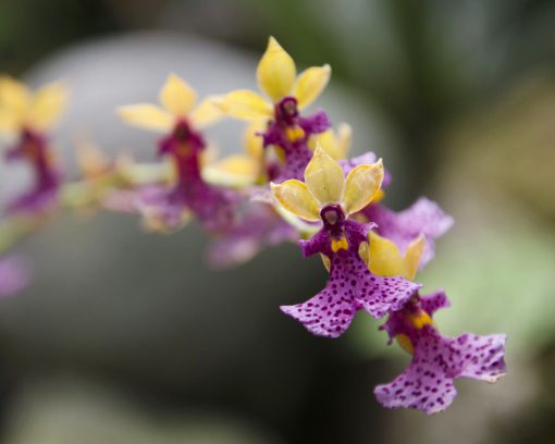A colorful orchid from the genus Oncidium with cream colored petals and a hot pink lip spotted with deeper purple