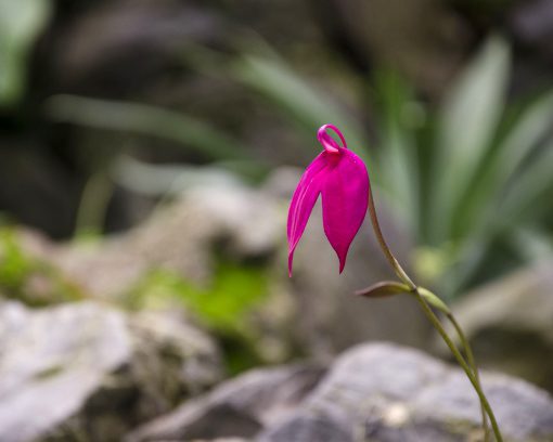 A hot pink orchid of the Masdevallia genus