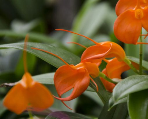 This bright orange orchid with striking long tails is from the genus Masdevallia