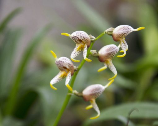 A diminutive example of a Masdevallia Orchid with burgandy spotted petals tipped with bright yellow spikes