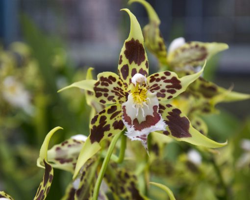 A member of the genus Odontoglossum, this large orchid has pale yellow petals mottled with deep maroon spots and a white lip marked in similar spots