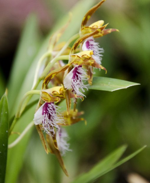A fringed lip orchid belonging to the genus Odontoglossum