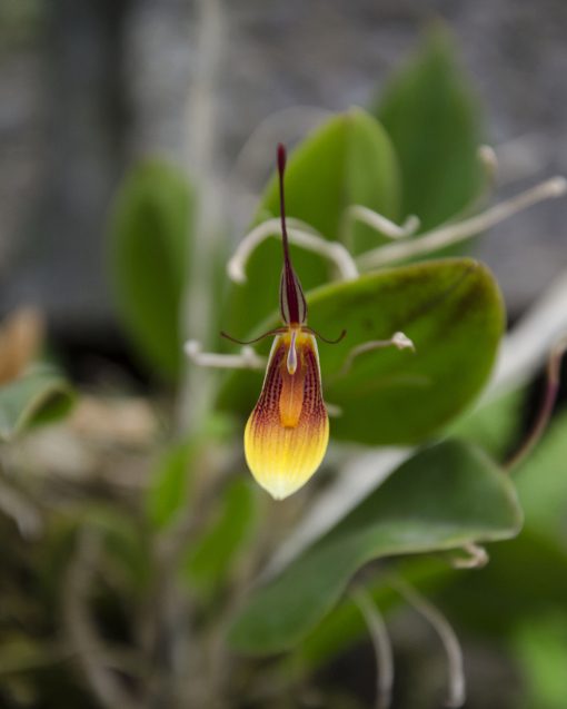<br />
Orchid with a single, striking bloom, featuring a long, tapering dorsal sepal transitioning from deep red at the base to yellow at the tip, flanked by two yellow lateral sepals with red-brown stripes, and delicate, thin side petals in translucent yellow with red-brown accents.